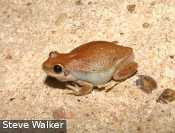Litoria rubella Tree Frog) -- species details FrogWatch