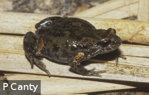 Pseudophryne robinsoni 1
